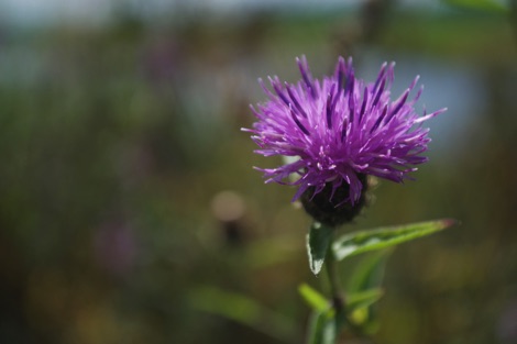 Thistle flower